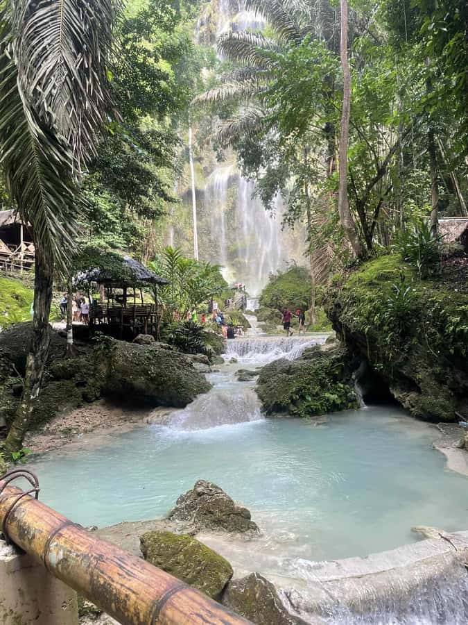 Cebu: Whale Shark, Monkey Sanctuary, & Moalboal Snorkel Tour - Meeting the monkeys near Oslob