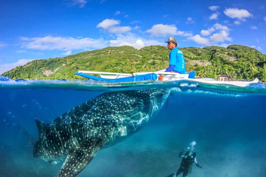 Cebu: Whale Shark, Monkey Sanctuary, & Moalboal Snorkel Tour - How much value do you get for $117?