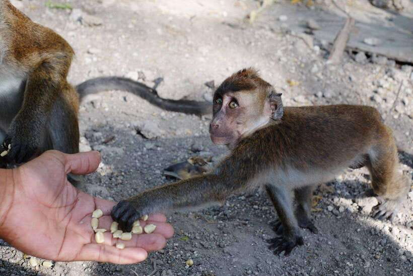 Cebu: Whale Shark, Monkey Sanctuary, & Moalboal Turtles Tour - Key points to know before booking