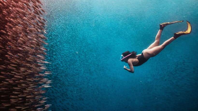 Cebu: Whale Shark, Monkey Sanctuary, & Moalboal Turtles Tour - Who will enjoy this tour most