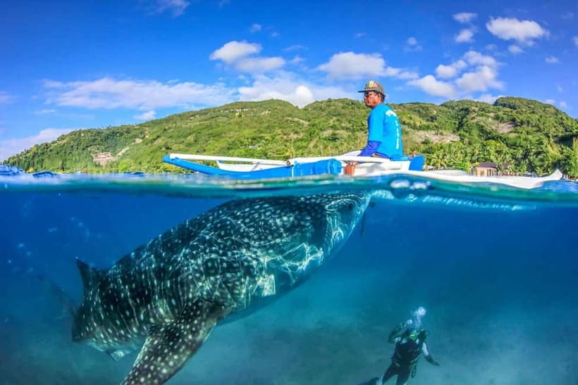 Cebu: Whale Shark, Monkey Sanctuary, & Moalboal Turtles Tour - Why this Cebu day trip works