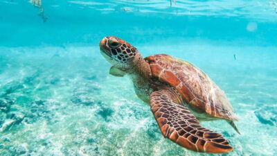 Whale Shark, Monkey Sanctuary, & Moalboal Turtles Tour