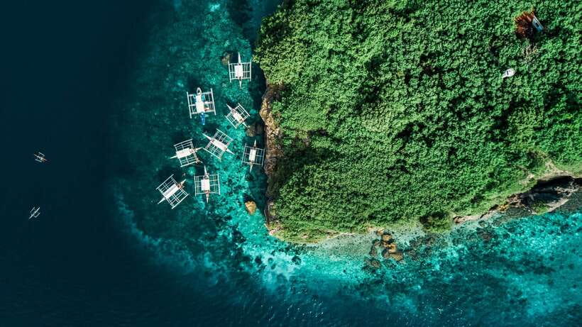 Cebu: Whale Shark, Monkey Sanctuary, & Moalboal Turtles Tour - Moalboal’s sardine run and sea turtles