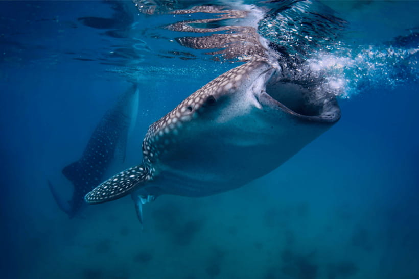 Cebu: Whale Shark, Monkey Sanctuary, & Moalboal Turtles Tour - Seaside food and Cebu’s local treats