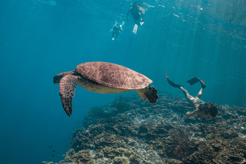 Cebu: Whale Shark, Monkey Sanctuary, & Moalboal Turtles Tour - The GoPro photographer and photo value