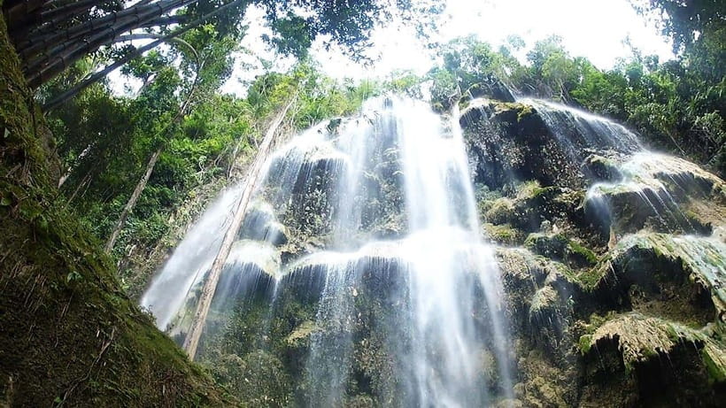 Cebu: Whale Shark, Monkey Sanctuary & Turtle Snorkeling Tour - Who should book this full-day route