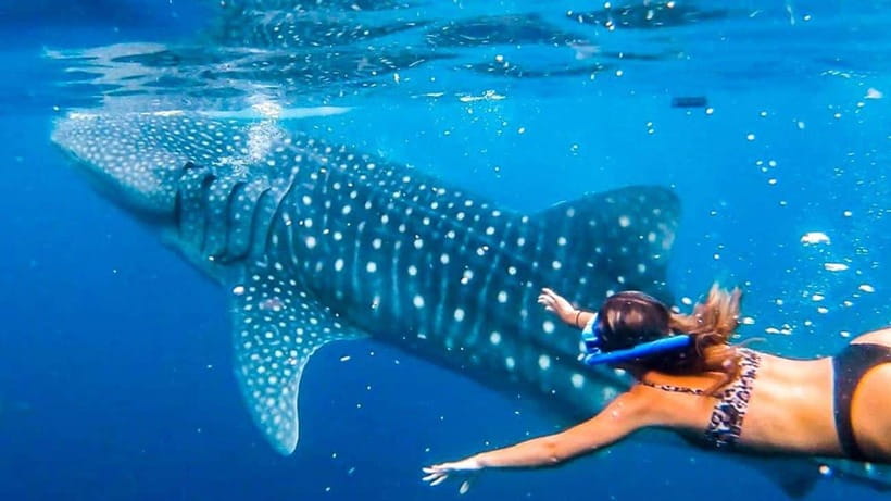 Cebu: Whale Shark, Monkey Sanctuary & Turtle Snorkeling Tour - Why this Cebu wildlife tour works