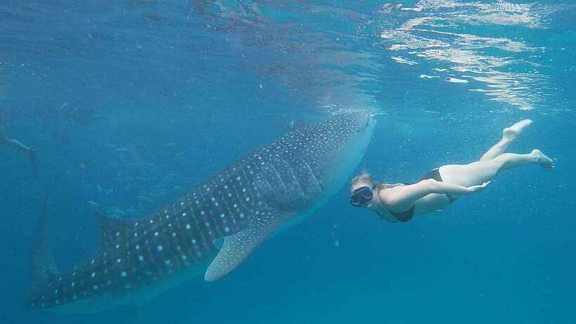 Cebu: Whale Shark, Monkey Sanctuary & Turtle Snorkeling Tour - Meeting the whale sharks in Oslob