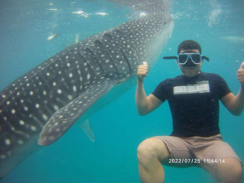 Cebu: Whale Shark, Monkey Sanctuary & Turtle Snorkeling Tour - Waterfalls, forest scenery, and the monkey sanctuary