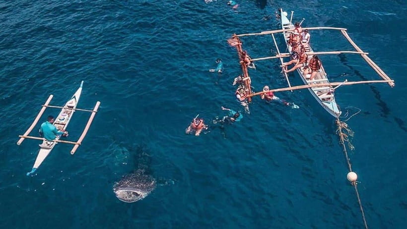Cebu: Whale Shark, Monkey Sanctuary & Turtle Snorkeling Tour - Lunch and the move to Moalboal
