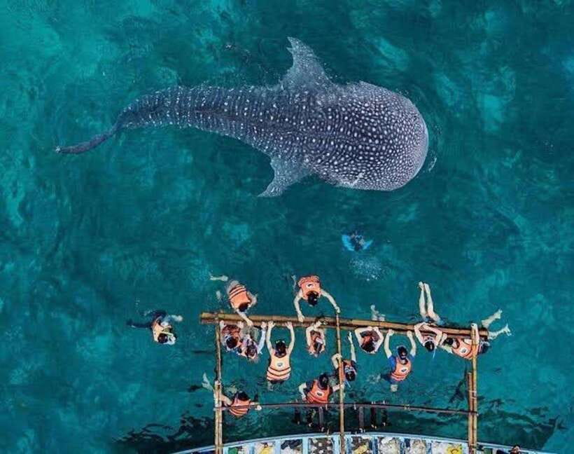 Cebu: Whale Shark, Monkey Sanctuary & Turtle Snorkeling Tour - Turtle snorkeling in Moalboal