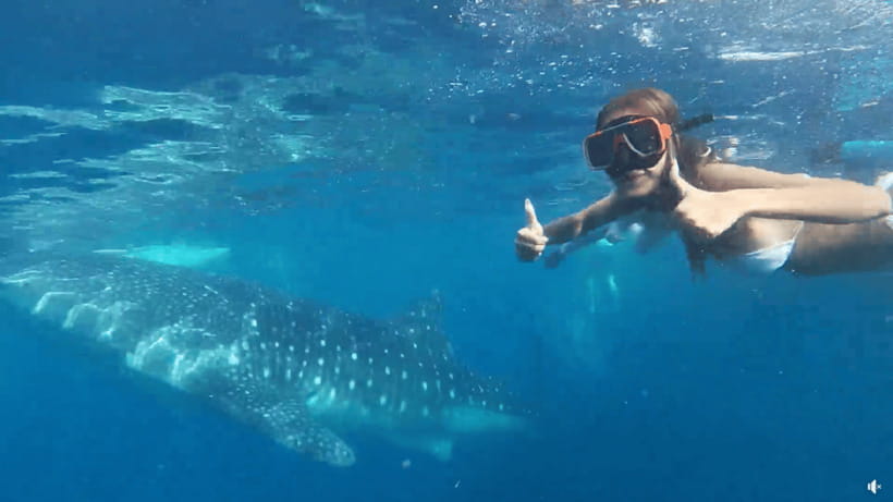 Cebu: Whale Shark Oslob and Moalboal Snorkeling Adventure - Key points to know before booking