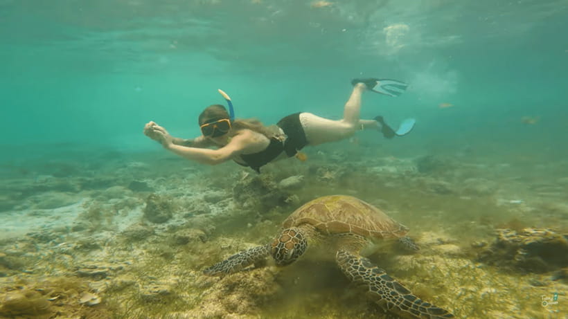 Cebu: Whale Shark Oslob and Moalboal Snorkeling Adventure - Why this Cebu pairing works