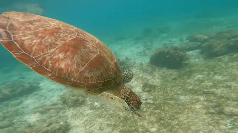 Cebu: Whale Shark Oslob and Moalboal Snorkeling Adventure - Photography, equipment, and comfort