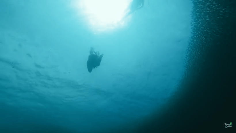 Cebu: Whale Shark Oslob and Moalboal Snorkeling Adventure - The biggest concern: speed, fatigue, and timing