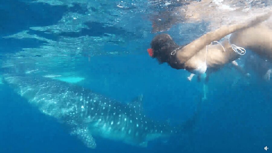 Cebu: Whale Shark Oslob and Moalboal Snorkeling Adventure - Who should book this marine day?