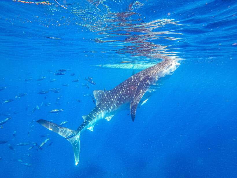 Cebu: Whale Shark Snorkeling & Kawasan Canyoning Tour - The 2:00 to 4:00 a.m. pickup