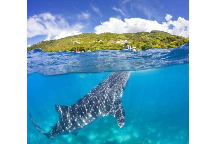 Cebu: Whale Shark Swim and Kawasan Canyoneering Group Tour - Meeting the whale sharks in Oslob