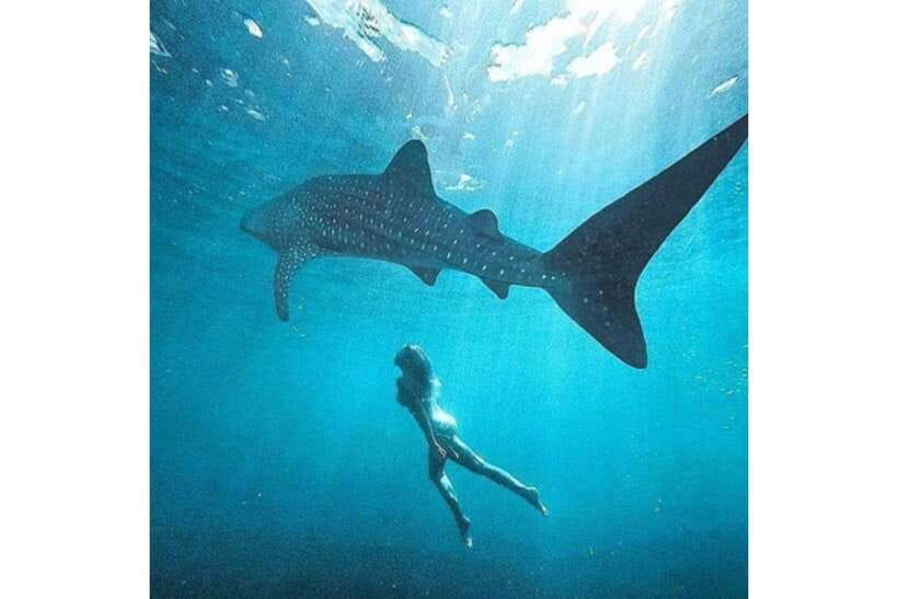 Cebu: Whale Shark Swim and Kawasan Canyoneering Group Tour - From calm water to Kawasan’s rough trails