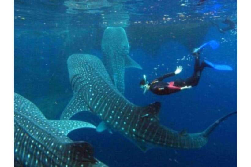 Cebu: Whale Shark Swim and Kawasan Canyoneering Group Tour - What the $106 price really covers