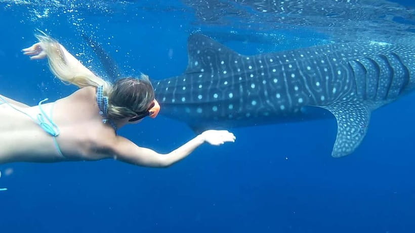 Cebu: Whale Shark Swim and Kawasan Canyoneering Tour - Key points before you book