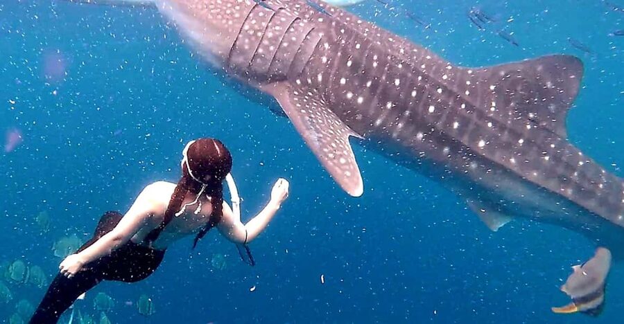Cebu: Whale Shark Swim and Kawasan Canyoneering Tour - How to make this long day easier