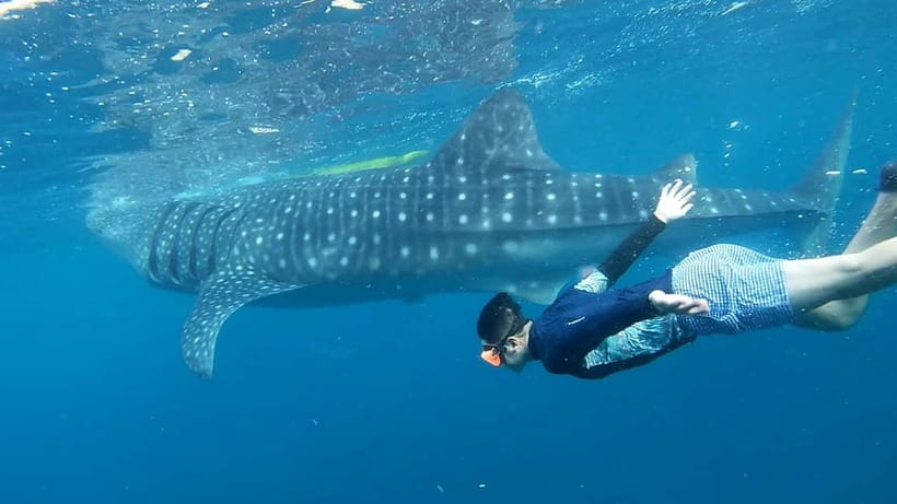 Cebu: Whale Shark Swim and Kawasan Canyoneering Tour - The whale shark ethics question
