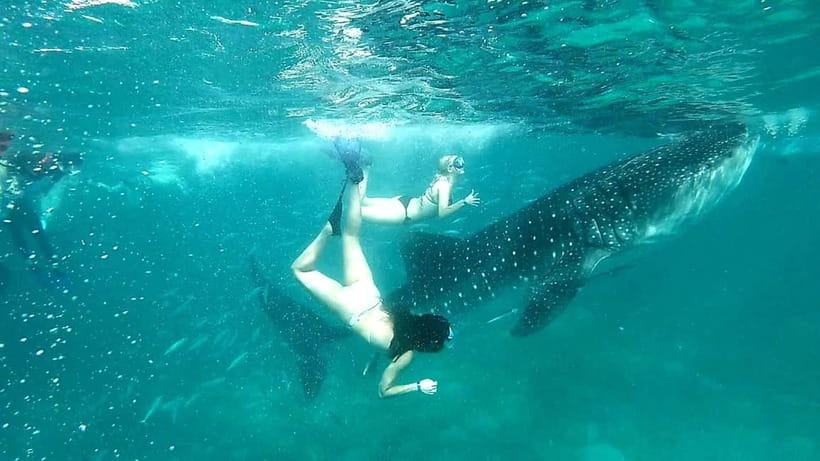 Cebu: Whale Shark Swim and Kawasan Canyoneering Tour - The transfer from Oslob to Badian