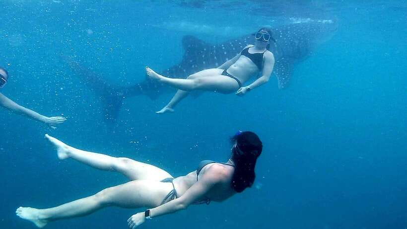 Cebu: Whale Shark Swim, Kawasan Falls & Moalboal Sardine Run - Key points at a glance