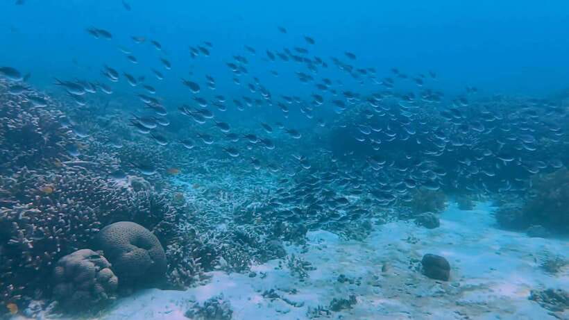 Cebu: Whale Shark Swim, Kawasan Falls & Moalboal Sardine Run - A beachside lunch at Badian