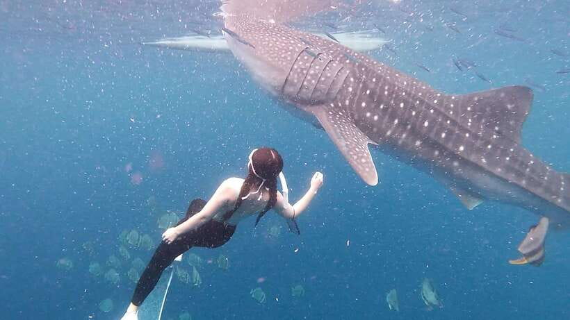 Cebu: Whale Shark Swim, Kawasan Falls & Moalboal Sardine Run - Transport, guides, and the private format