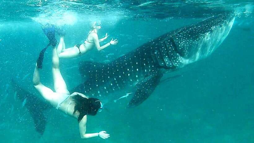 Cebu: Whale Shark Swim, Kawasan Falls & Moalboal Sardine Run - The early road to Oslob whale sharks