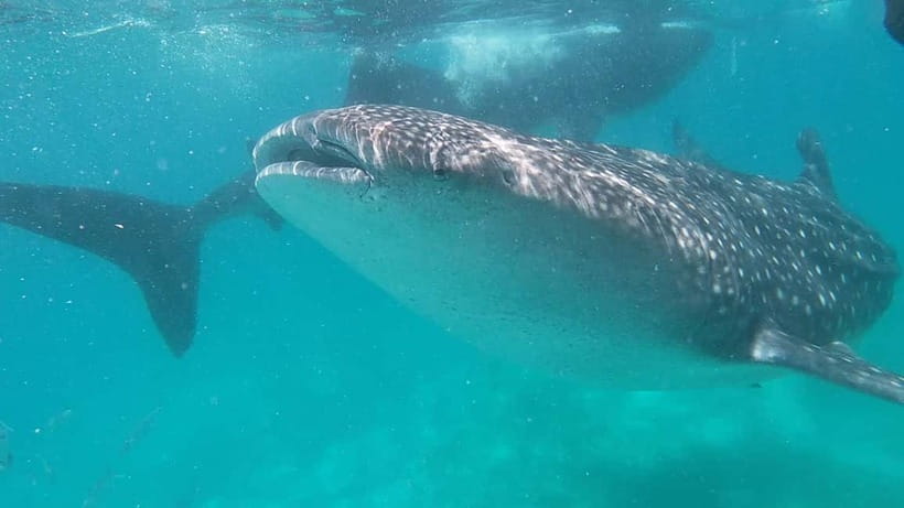 Cebu: Whale Shark Swim, Kawasan Falls & Sardine Run - Five things to know before you book