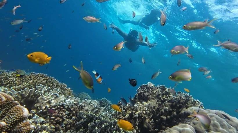 Cebu: Whale Shark Swim, Kawasan Falls & Sardine Run - What the $135 price really covers