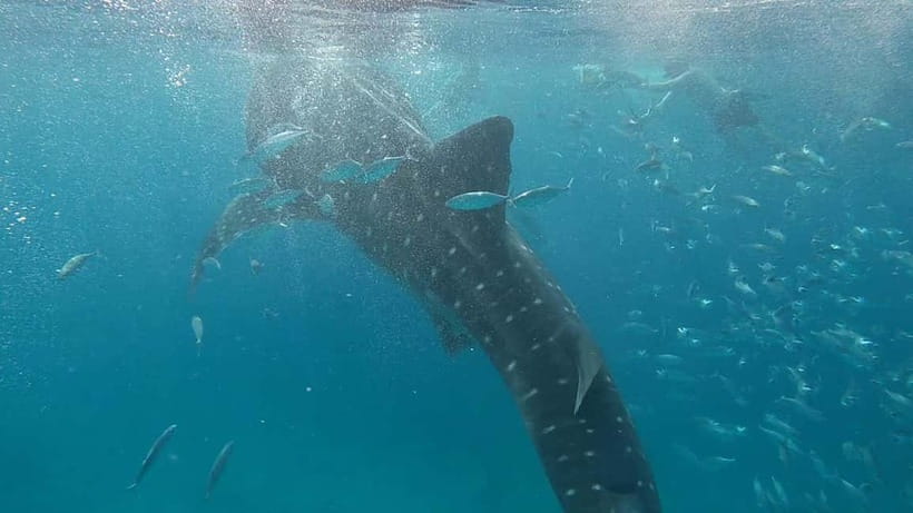Cebu: Whale Shark Swim, Kawasan Falls & Sardine Run - Kawasan Falls gives you a cooler middle act