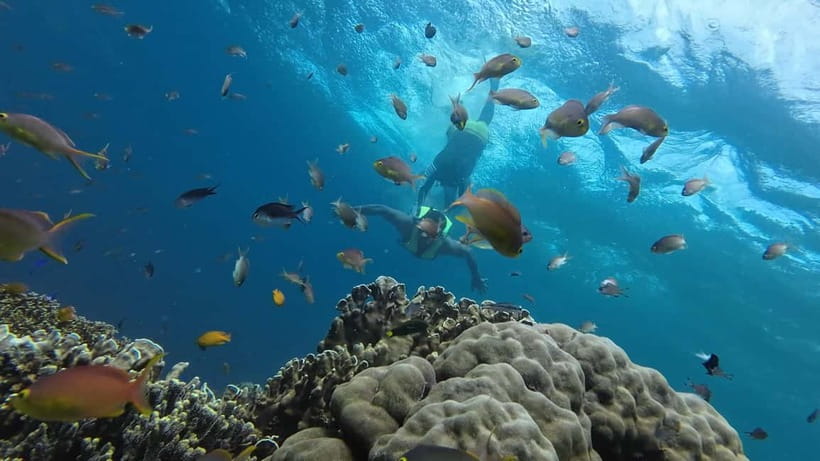 Cebu: Whale Shark Swim, Kawasan Falls & Sardine Run - Transport, timing, and the private tour question