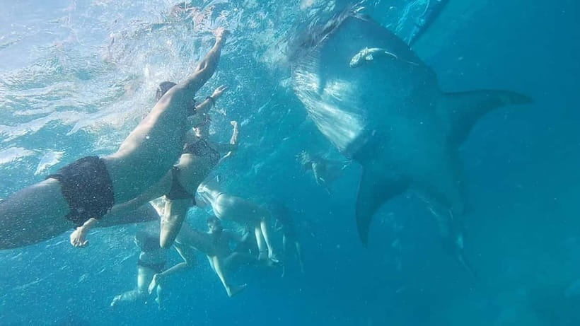 Cebu: Whale Shark Swim, Kawasan Falls & Sardine Run - How to make this demanding day easier