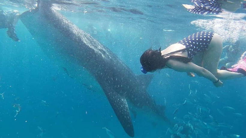 Cebu: Whale Shark Swim, Kawasan Falls & Sardine Run - Should you book this Cebu day tour?