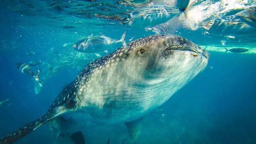 Cebu Whale Shark Swimming & Kawasan Canyoneering Group Tour - Key points to know before booking