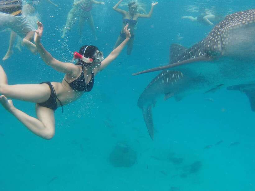 Cebu Whale Shark Swimming & Kawasan Canyoneering Group Tour - Oslob’s whale sharks: close views, complicated ethics