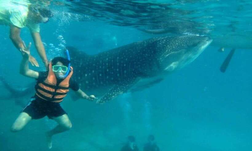 Cebu: Whale Shark Swimming, Sumilon Island and Kawasan Falls - The essential details at a glance