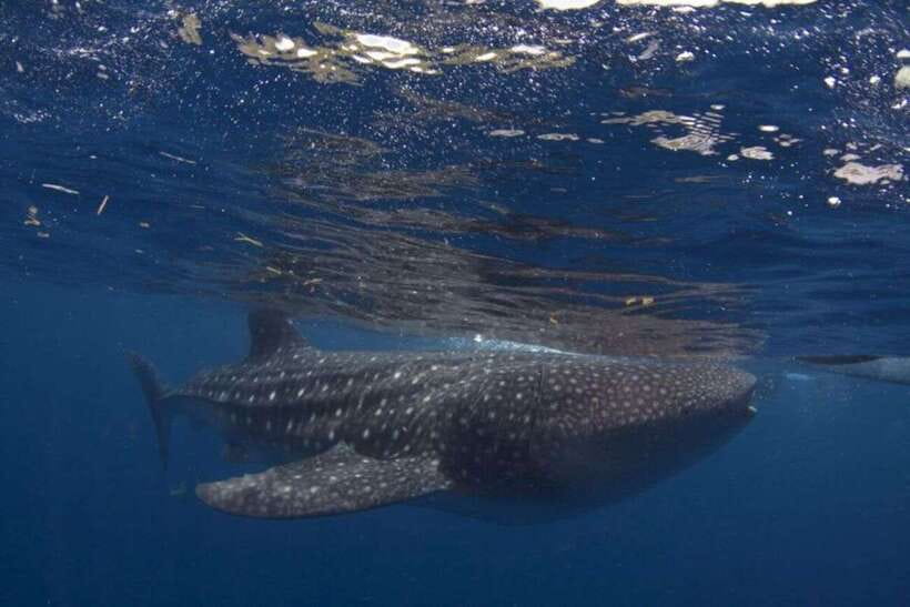 Cebu: Whale Shark Swimming, Sumilon Island and Kawasan Falls - Oslob whale sharks: thrilling, crowded, and ethically complicated