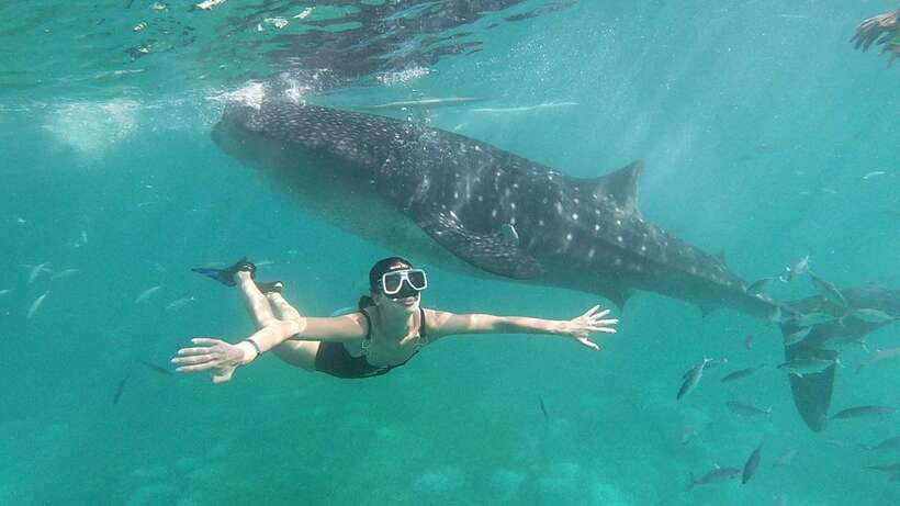 Cebu: Whale Shark, Tumalog Waterfall, and Moalboal Tour - One long Cebu day, three very different stops