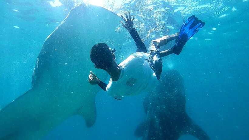 Cebu: Whale Shark, Tumalog Waterfall, and Moalboal Tour - Who should book this Cebu tour?