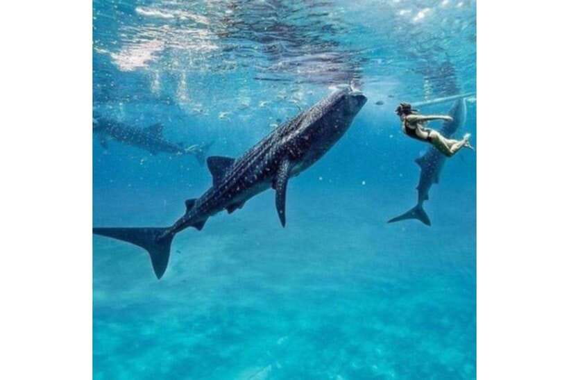 Cebu:Whale Shark, Waterfall, and Sardine Run Group Tour+Meal - Three South Cebu stops in one demanding day