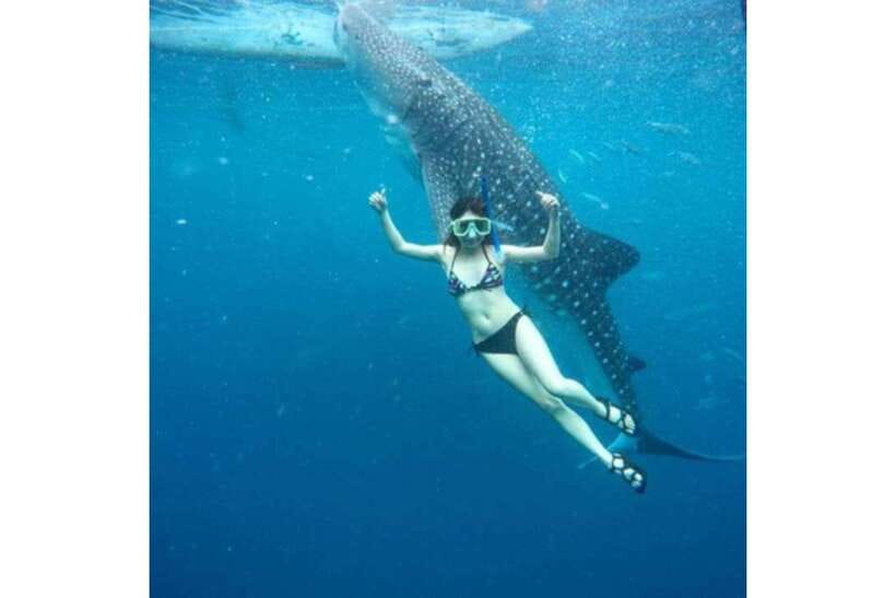 Cebu:Whale Shark, Waterfall, and Sardine Run Group Tour+Meal - Transport, guides, and the day’s pace