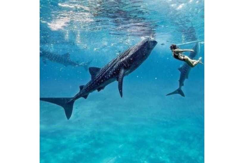 Cebu:Whale Shark, Waterfall, and Sardine Run Group Tour+Meal - What to pack for three water activities
