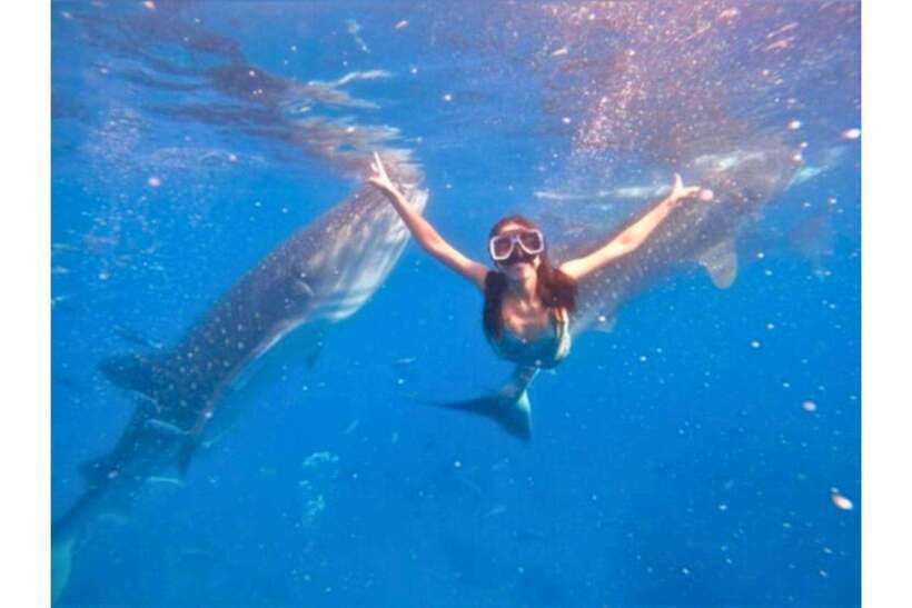 Cebu:Whale Shark, Waterfall, and Sardine Run Group Tour+Meal - Oslob whale sharks: an early start and close look