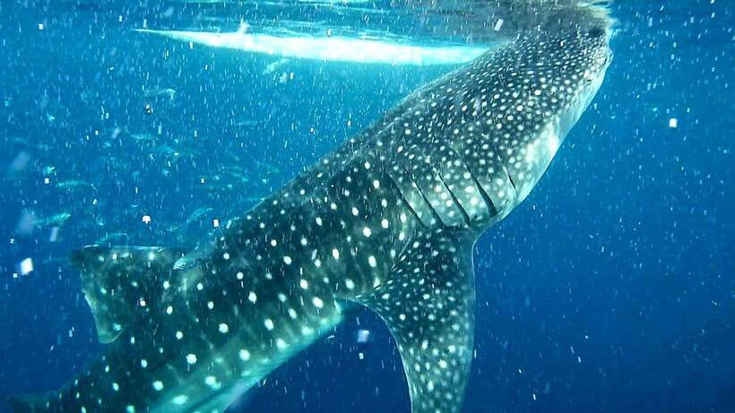 Cebu: Whale Sharks, Ka-Treasure Water Terraces & Simala Tour - Why This Day Trip Covers So Much Cebu