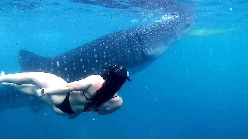 Cebu: Whale Sharks, Ka-Treasure Water Terraces & Simala Tour - Breakfast Gives You a Needed Pause